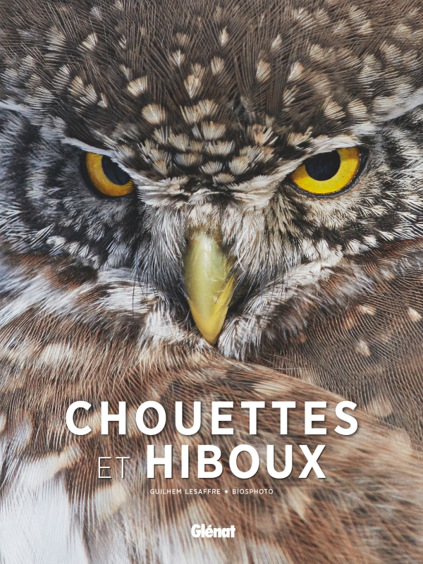 Chouettes et hiboux / Guilhem Lesaffre