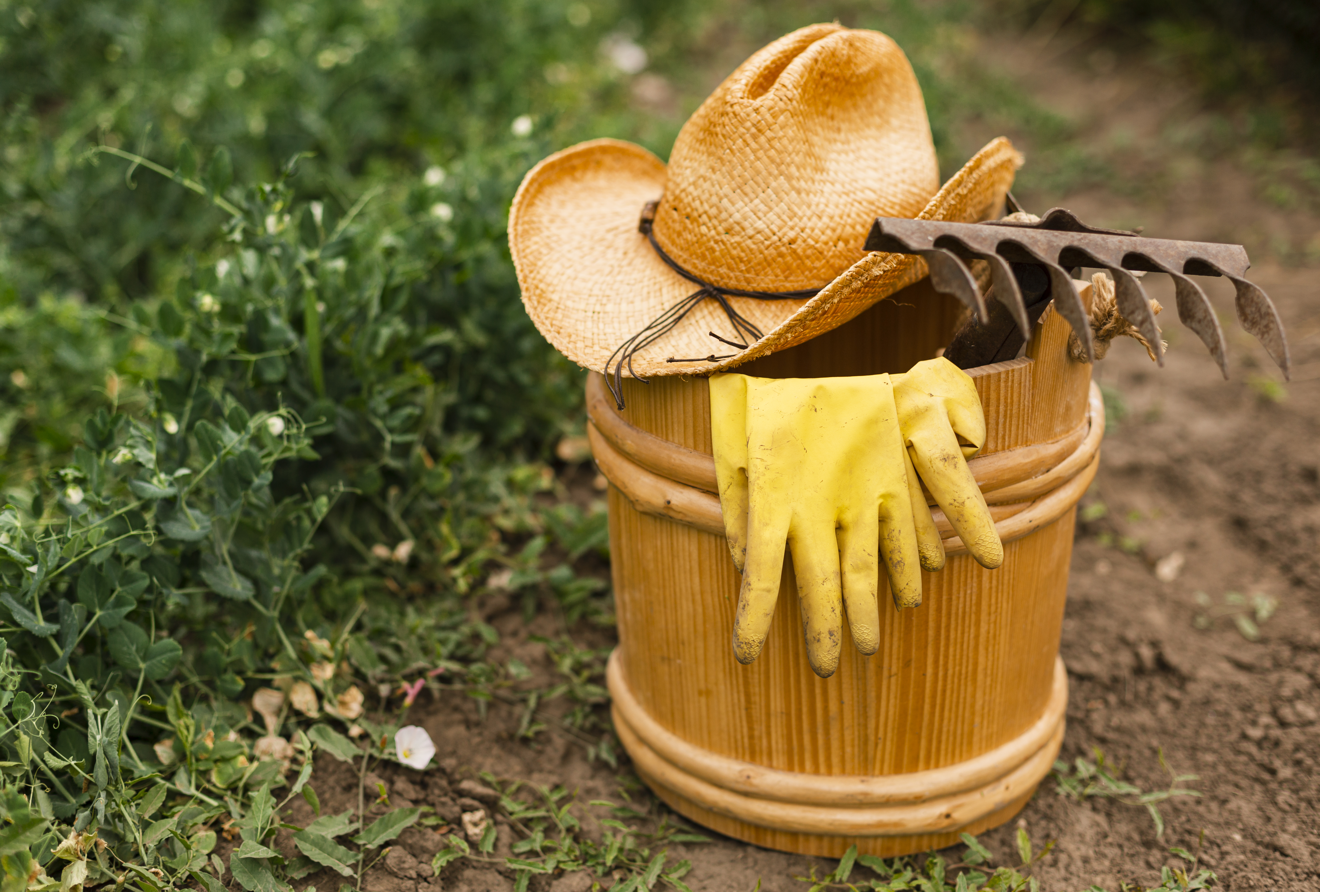 Le potager du paresseux – retour d&rsquo;expérience